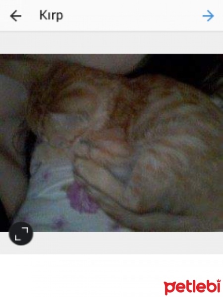  Kedi  prenses fotoğrafı