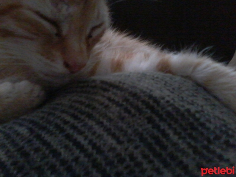  Kedi  prenses fotoğrafı