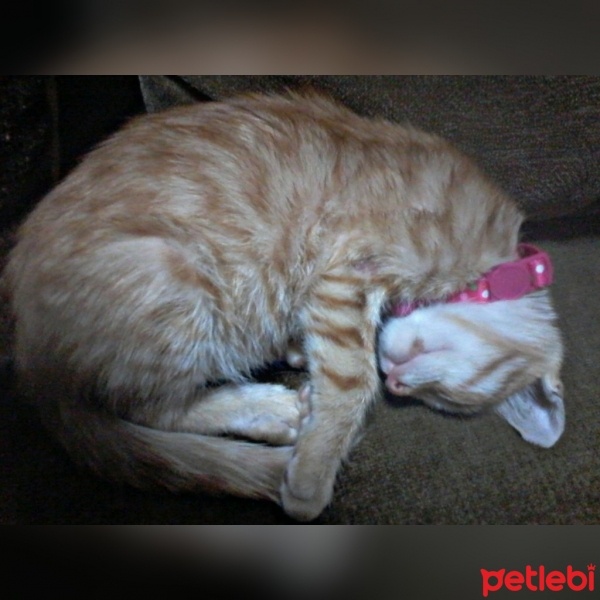  Kedi  prenses fotoğrafı