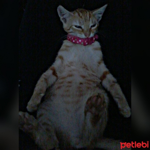  Kedi  prenses fotoğrafı