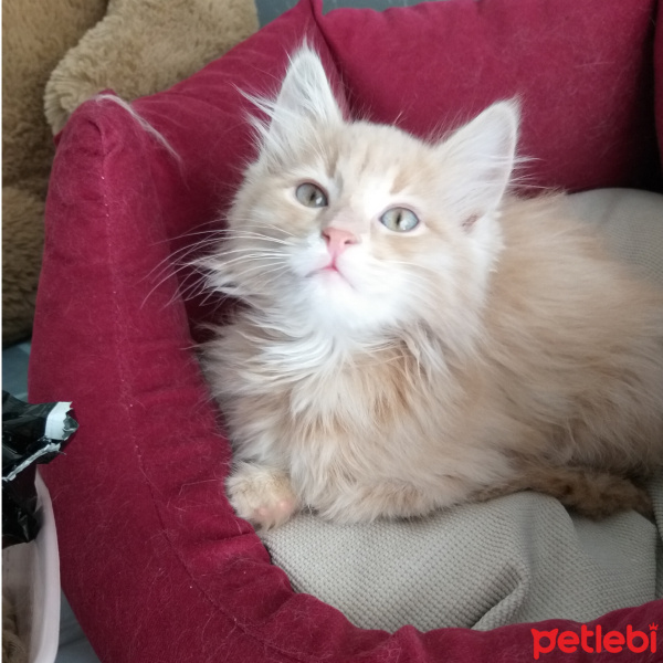 Norwegian Forest, Kedi  Himera fotoğrafı