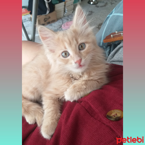 Norwegian Forest, Kedi  Himera fotoğrafı