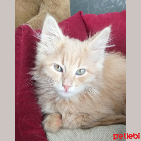 Norwegian Forest, Kedi  Himera fotoğrafı