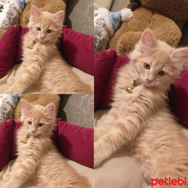 Norwegian Forest, Kedi  Himera fotoğrafı