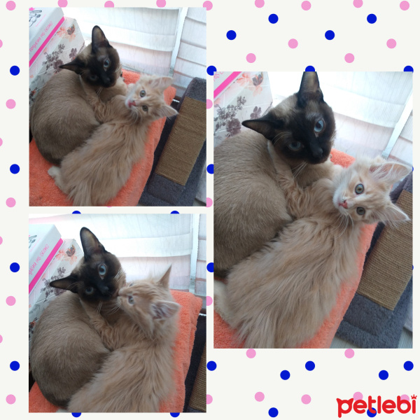 Norwegian Forest, Kedi  Himera fotoğrafı