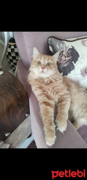 Norwegian Forest, Kedi  Himera fotoğrafı