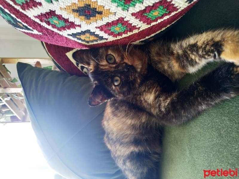 Bombay, Kedi  Pekmez fotoğrafı