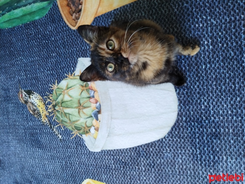 Bombay, Kedi  Pekmez fotoğrafı