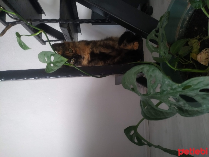 Bombay, Kedi  Pekmez fotoğrafı