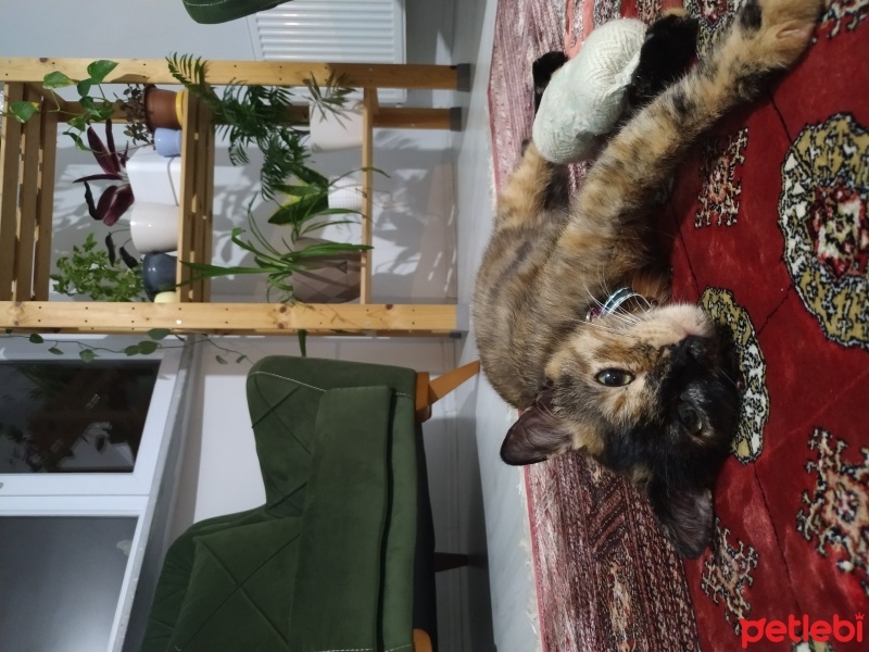Bombay, Kedi  Pekmez fotoğrafı