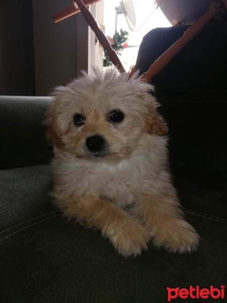 Maltese, Köpek  Maltese teriyer fotoğrafı