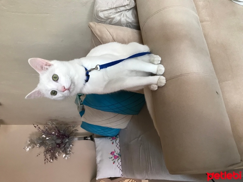 Van Kedisi, Kedi  Mia fotoğrafı