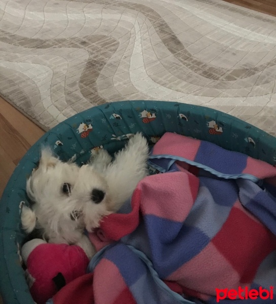 Maltese, Köpek  Misha fotoğrafı
