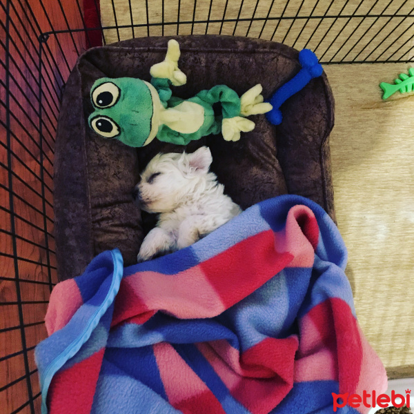 Maltese, Köpek  Misha fotoğrafı
