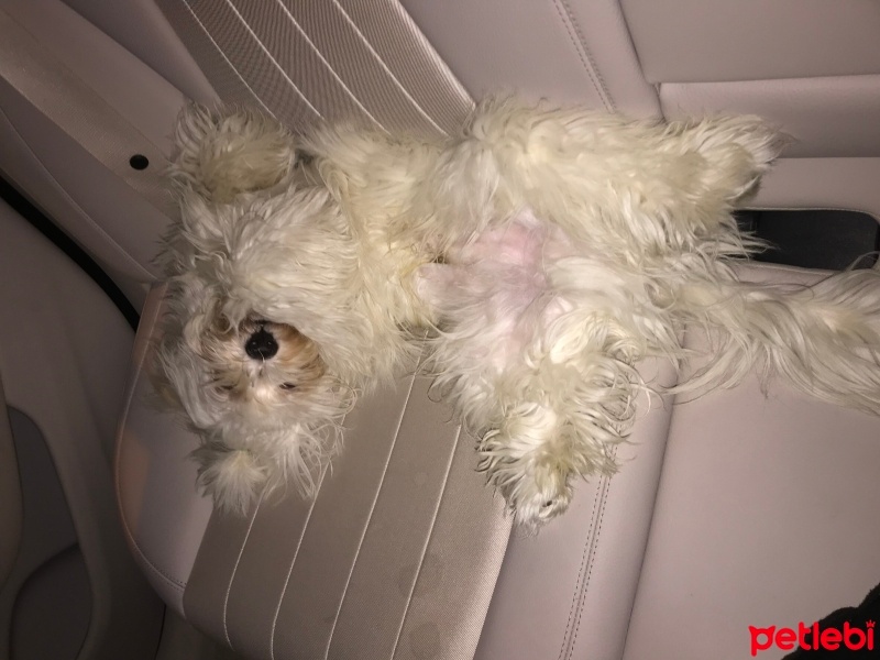 Maltese, Köpek  Misha fotoğrafı