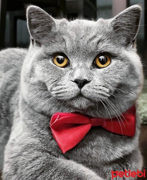 British Shorthair, Kedi  Runny fotoğrafı