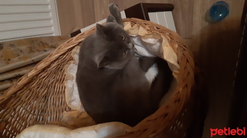 British Shorthair, Kedi  Şila fotoğrafı