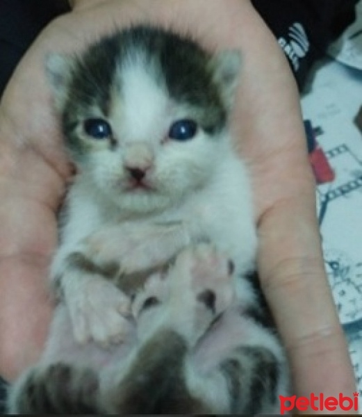 Tekir Kedi, Kedi  mia fotoğrafı