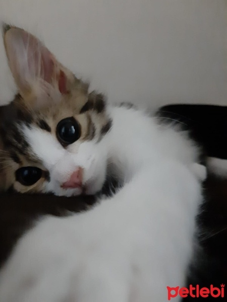 Tekir Kedi, Kedi  Yumak fotoğrafı