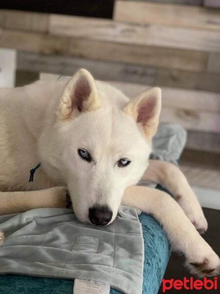 Sibirya Kurdu (Husky), Köpek  Milan fotoğrafı