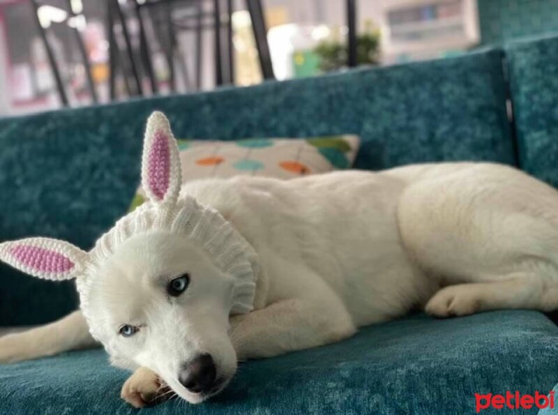 Sibirya Kurdu (Husky), Köpek  Milan fotoğrafı