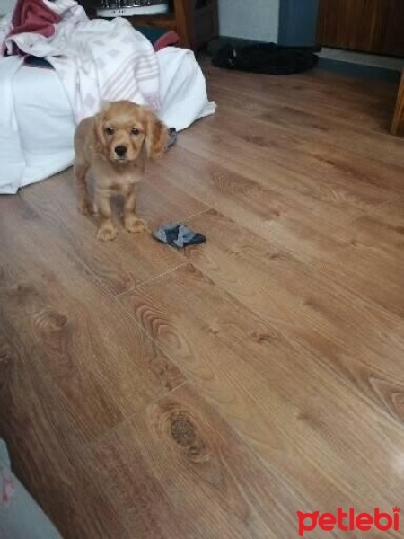Amerikan Cocker Spaniel, Köpek  Loya fotoğrafı