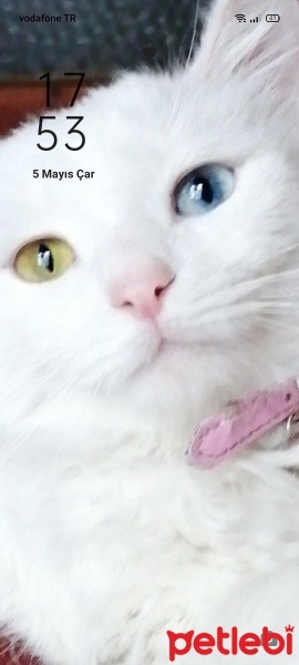 Van Kedisi, Kedi  Mia fotoğrafı