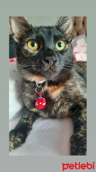 Tekir Kedi, Kedi  Zilli fotoğrafı