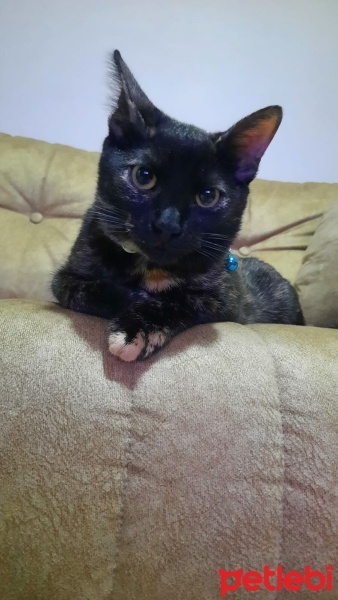 Tekir Kedi, Kedi  Zilli fotoğrafı