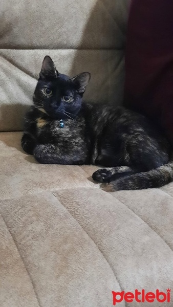 Tekir Kedi, Kedi  Zilli fotoğrafı