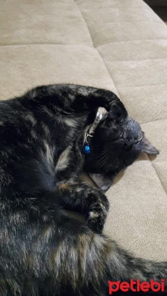 Tekir Kedi, Kedi  Zilli fotoğrafı