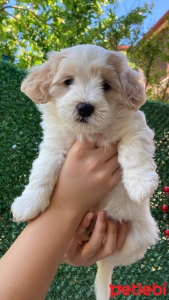 Maltese, Köpek  48 günlük kızımız fotoğrafı