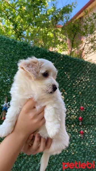 Maltese, Köpek  48 günlük kızımız fotoğrafı