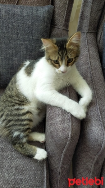 Tekir Kedi, Kedi  Mişa fotoğrafı