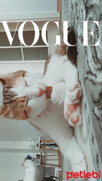 Tekir Kedi, Kedi  Mia fotoğrafı