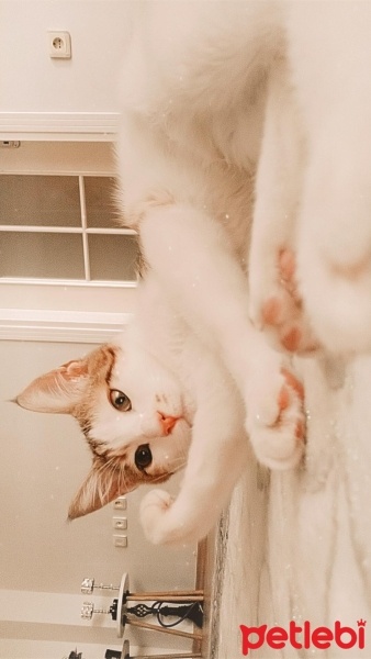 Tekir Kedi, Kedi  Mia fotoğrafı
