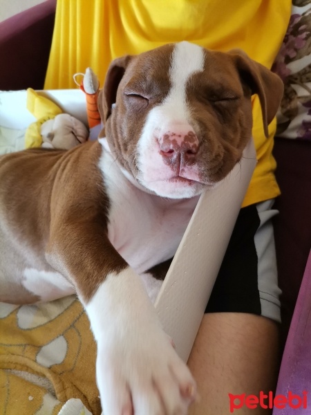 Amerikan Pitbull Terrier, Köpek  Kral fotoğrafı