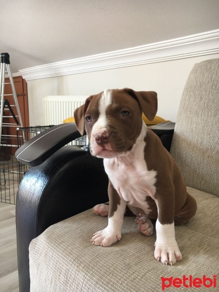 Amerikan Pitbull Terrier, Köpek  Kral fotoğrafı