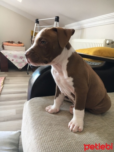 Amerikan Pitbull Terrier, Köpek  Kral fotoğrafı