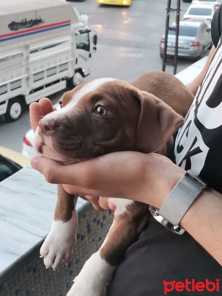 Amerikan Pitbull Terrier, Köpek  Kral fotoğrafı