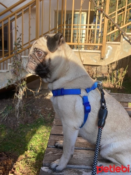 Pug, Köpek  Leydi fotoğrafı