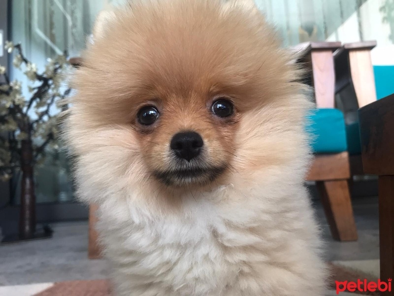 Pomeranyalı, Köpek  miço fotoğrafı