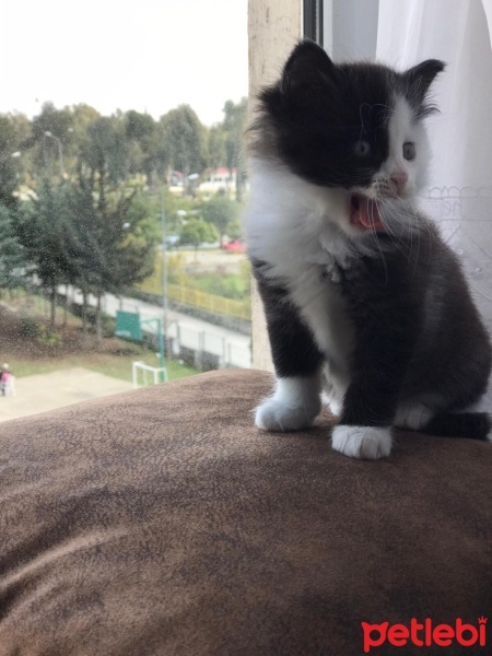 Tekir Kedi, Kedi  Sufle fotoğrafı