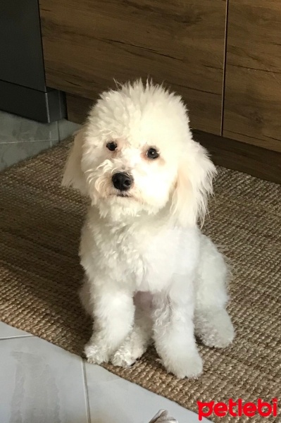 Maltese, Köpek  Tomi fotoğrafı