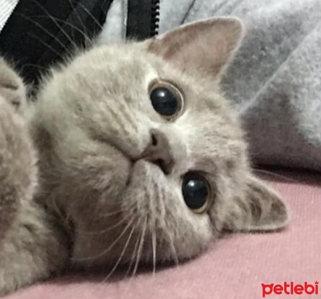 British Shorthair, Kedi  mia fotoğrafı