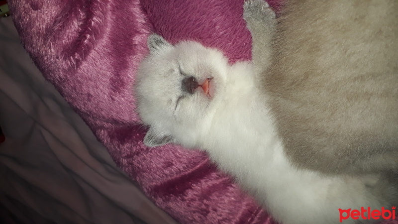 British Shorthair, Kedi  mia fotoğrafı