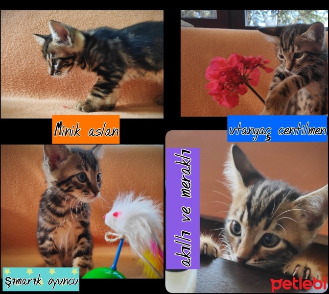 Tekir Kedi, Kedi  MİNİK ÇİKO'YA ÖMÜRLÜK YUVA fotoğrafı