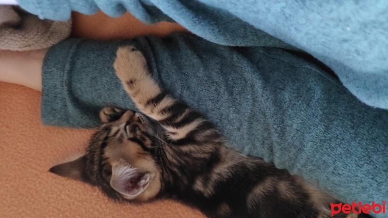 Tekir Kedi, Kedi  MİNİK ÇİKO'YA ÖMÜRLÜK YUVA fotoğrafı