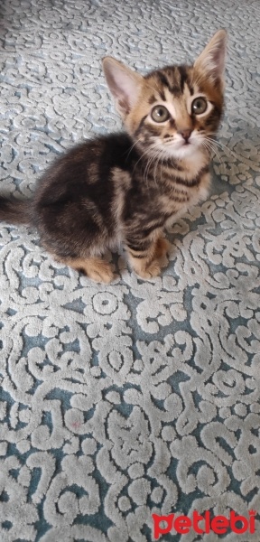 Tekir Kedi, Kedi  MİNİK ÇİKO'YA ÖMÜRLÜK YUVA fotoğrafı