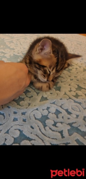 Tekir Kedi, Kedi  MİNİK ÇİKO'YA ÖMÜRLÜK YUVA fotoğrafı